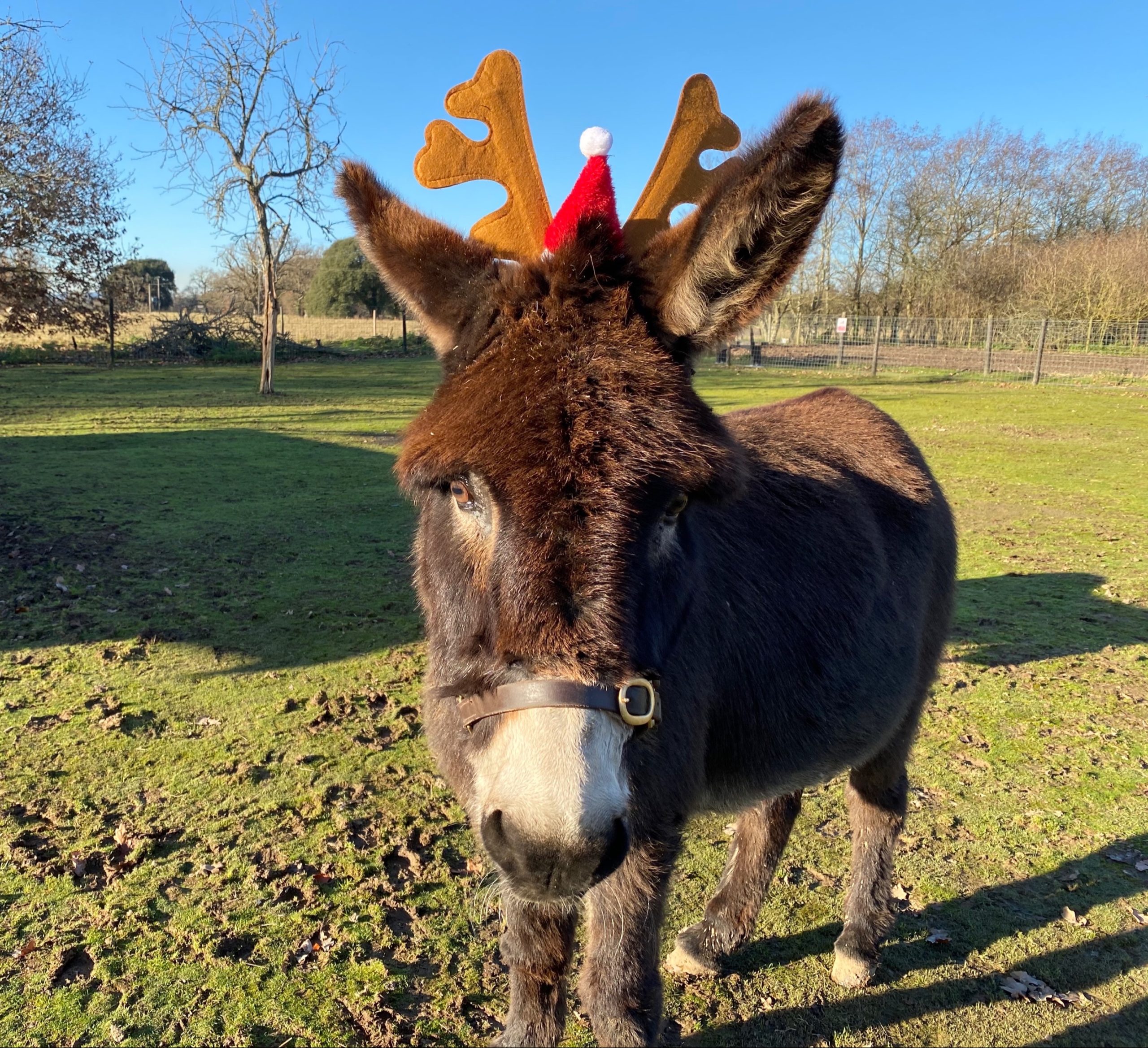 Christmas Donkey