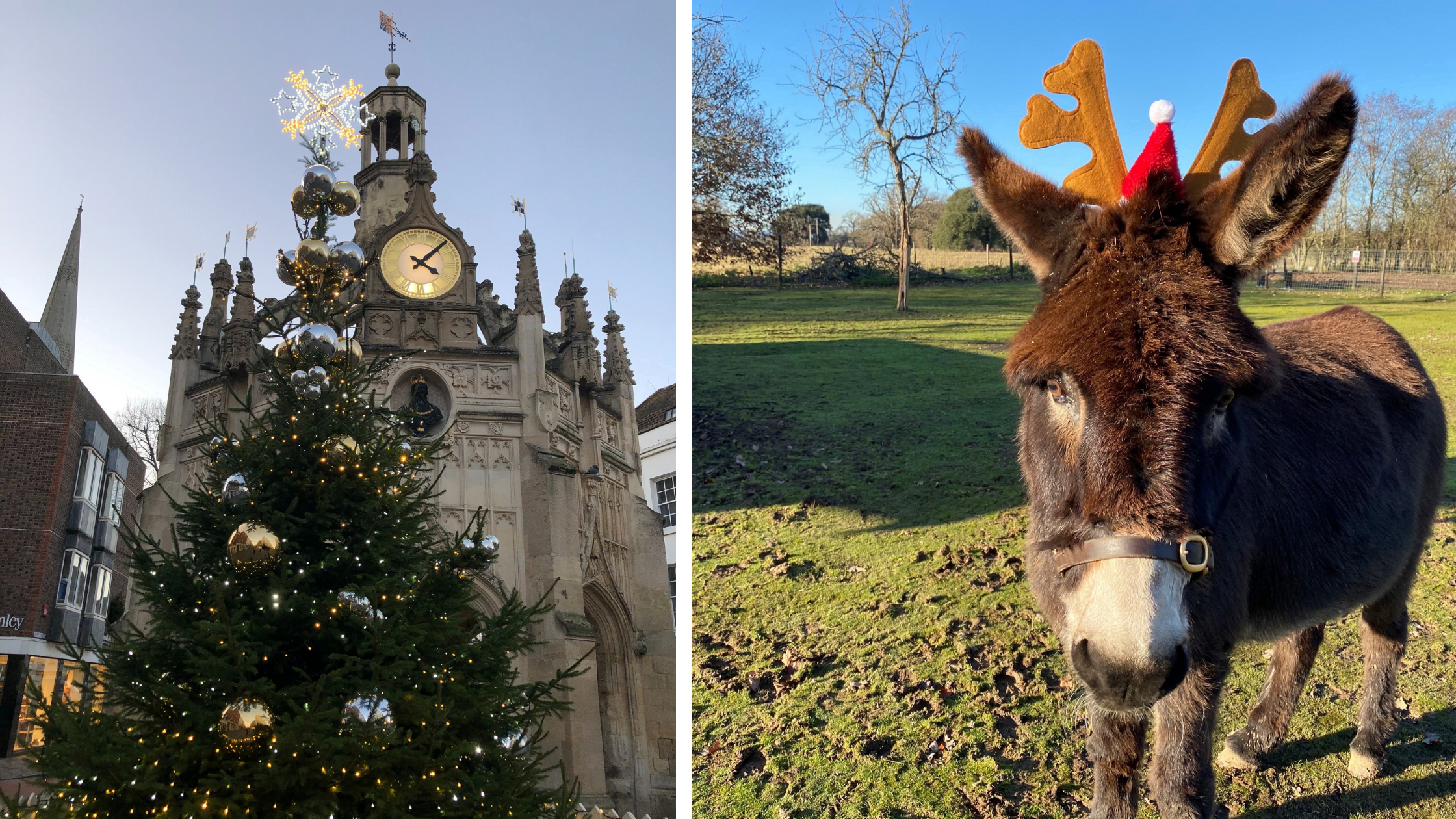 Rotary Clubs' of Chichester Tree of Goodwill and Aldingbourne Trust donkey