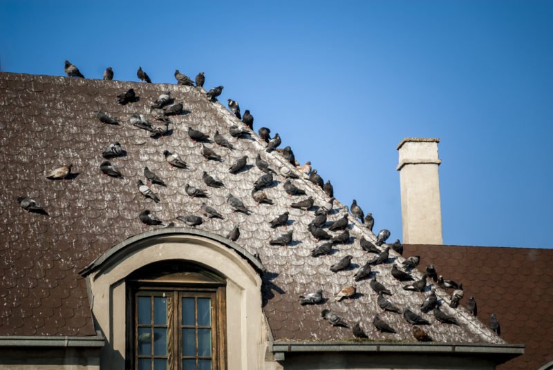 Pigeon droppings on rooftop awaiting our bird guano removal services