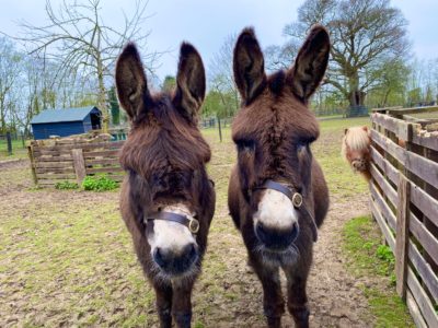 Aldingbourne Trust donkeys Tom and Jerry, as sponsored by RJS Waste Management