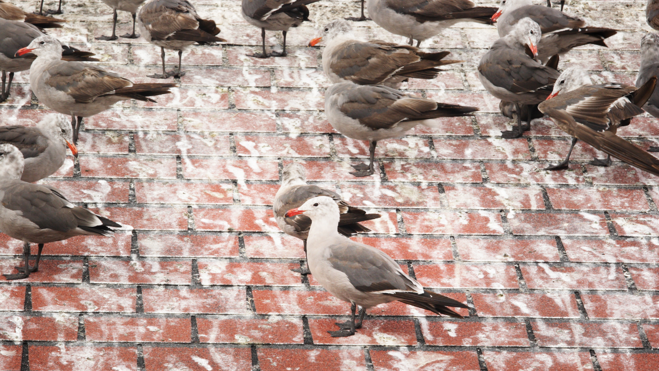 Gulls gather on paving that needs guano removal