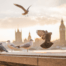 pigeons and gulls with London's Palace of Westminster in background