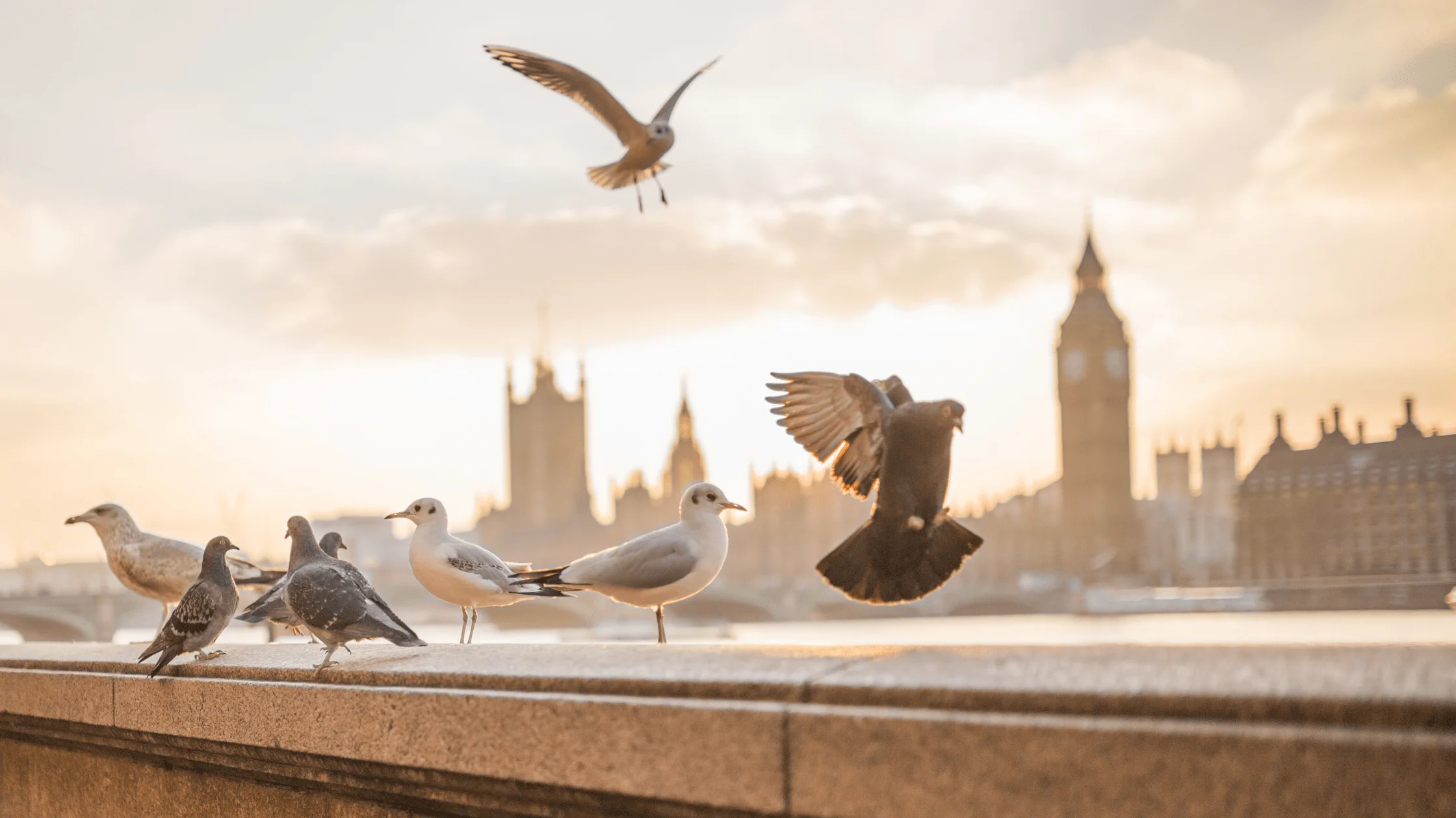 pigeons and gulls with London's Palace of Westminster in background