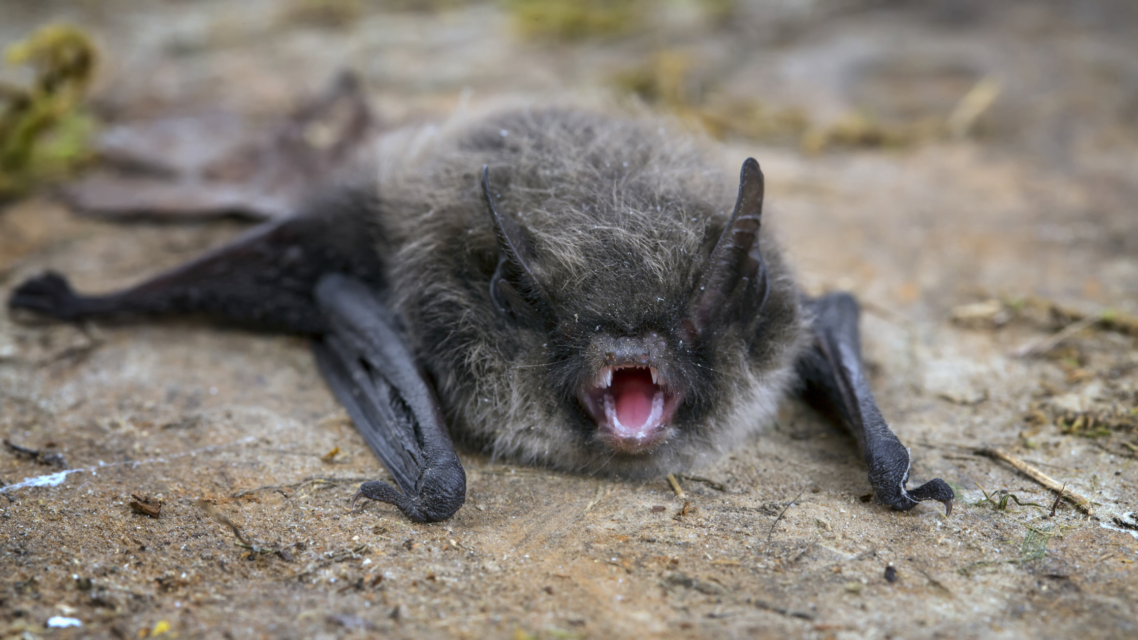 Common pipistrelle bat