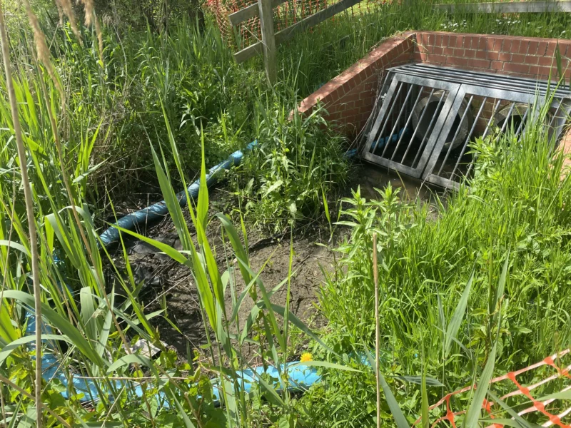 Vegetation around outflow pipe before site clearance, excavation and waste removal Vegetation around outflow pipe before site clearance, excavation and waste removal