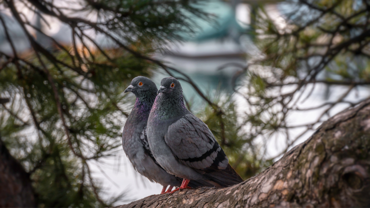 Two feral pigeons perched in a tree